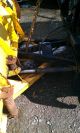 1996 Ford F - 250 Ford 4wd Truck With Plow F-250 photo 9