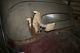 1951 Mercedes Roadster 220b Cabriolet Barn Find Stored Since 60 ' S Other photo 12