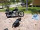 2000 Harley Davidson Sportster 1200 Custom Sportster photo 6