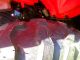 2012 Honda Rancher Trx420tm Manual Shift Honda photo 4