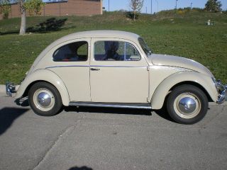 1955 Vw Beetle photo