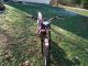 2011 Gas Gas 280 Pro Trials Bike Other Makes photo 3