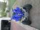 2006 Yamaha Raptor 700 Yamaha photo 5